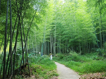 广州从化流溪河森林公园+古溪徒步2日团建：穿越山野享受绿色天然氧吧